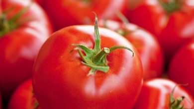 فوائد الطماطم للجسم 10 فوائد الطماطم